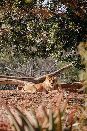 lion brown lioness lying near tree log mammal
