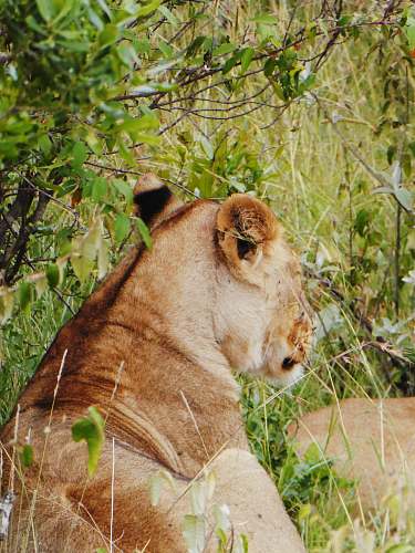 lion brown lioness lying on grass mammal