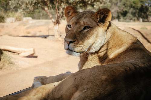 lion brown Lioness sitting surrounded by green trees at daytime wildlife