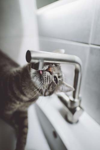 grey cat licking faucet in kitchen cat