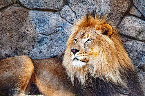 mammal close-up of lion wildlife