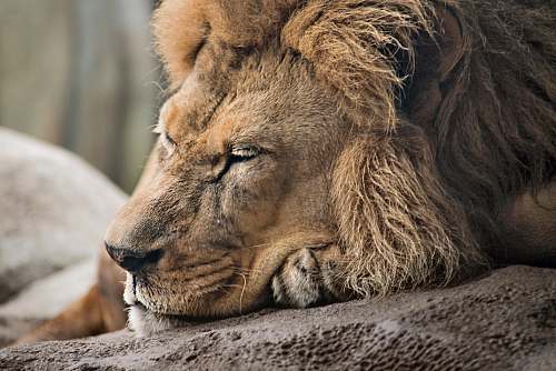 mammal closeup photography of brown lion lion