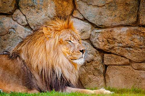 mammal closeup photography of lion wildlife