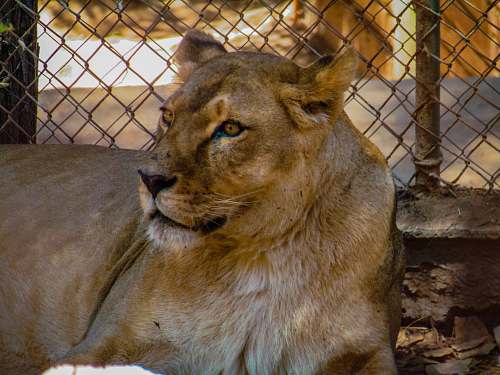mammal female adult lion lion
