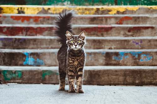 cat gray and brown cat near stairs pet