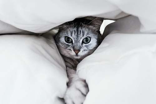 pet gray cat under white pillow cat