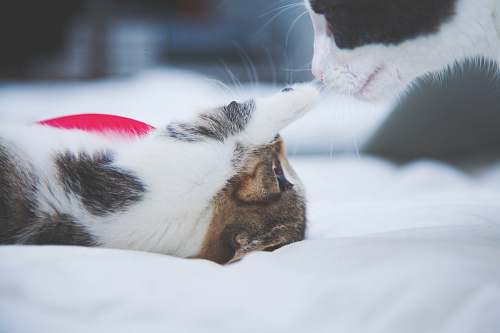 cat kitten poking cat's nose pet