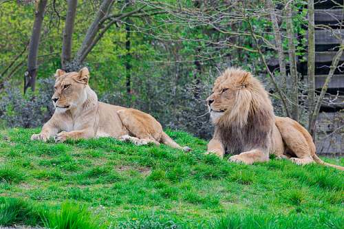 mammal lion and lioness on green lawn grasses wildlife