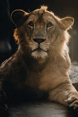 lion lion animal mammal
