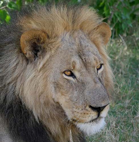 lion lion beside plants mammal