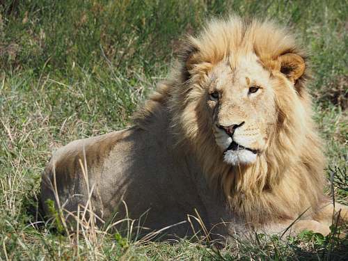 mammal lion laying on ground wildlife