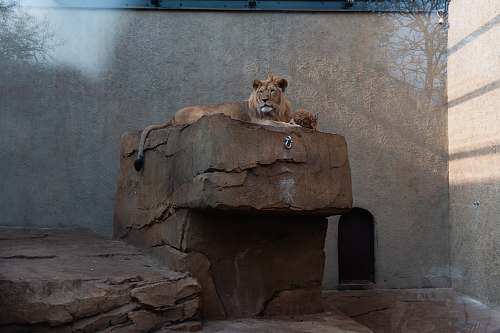 mammal lion on rock in zoo wildlife