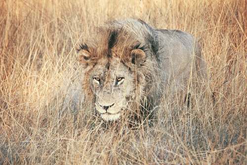 lion lion walking on grassy field during daytime mammal