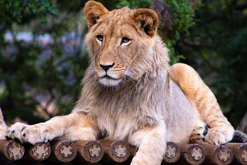 lion lioness laying on dock during daytime wildlife