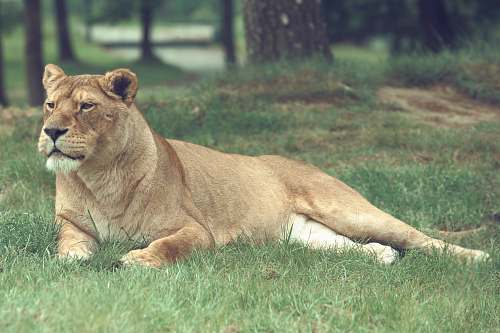 lion lioness lying on grass field mammal