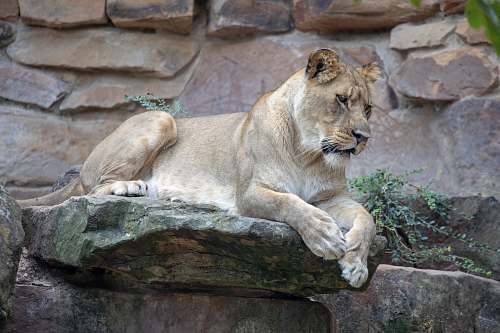 mammal lioness resting on rock lion