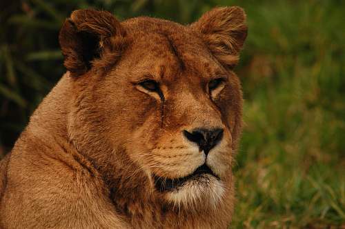 lion Lion's Portrait mammal