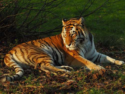 mammal lying brown and white tiger beside bare plant tiger