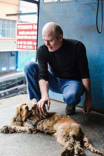 human man petting English cocker spaniel dog
