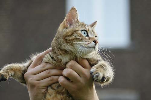 cat person carrying cat mammal
