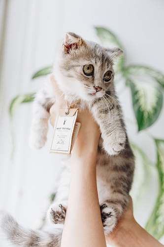 cat person holding cat kitten