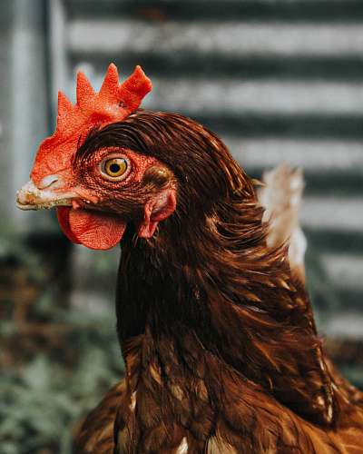 bird selective focus of chicken fowl