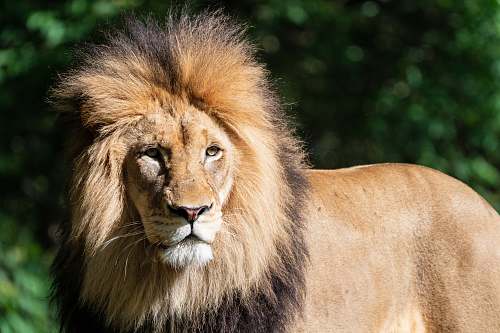 lion selective focus photo of lion wildlife