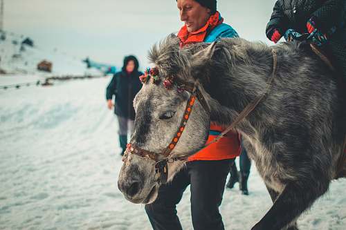 human selective focus photography of horse near man standing person