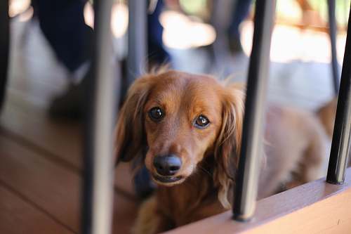dog selective focus photography of long-coated brown dog canine