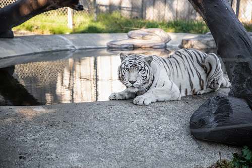 mammal shallow focus photo of albino tiger tiger