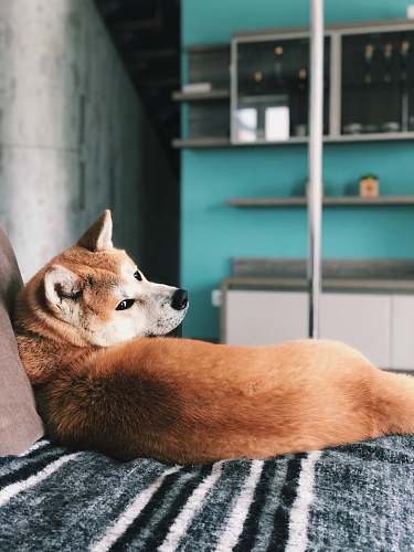 canine short-coated brown dog on bed dog