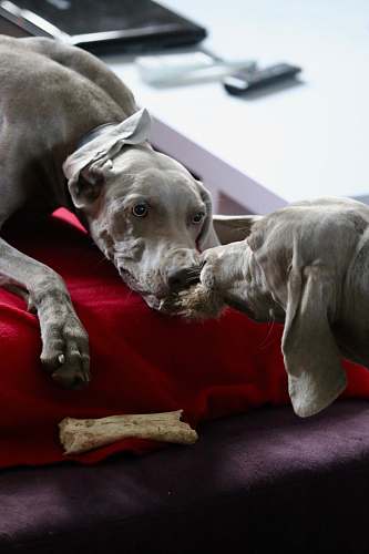 canine short-coated gray dog laying on red textile dog
