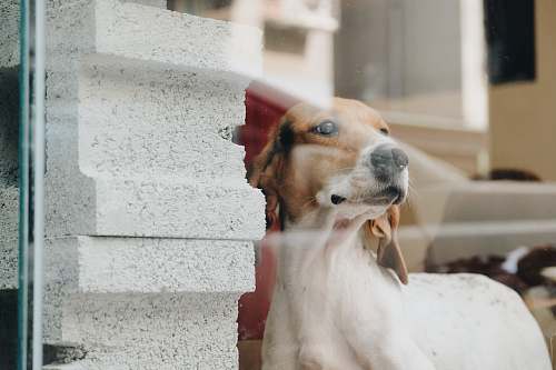 canine short-coated white and tan dog close-up photography dog