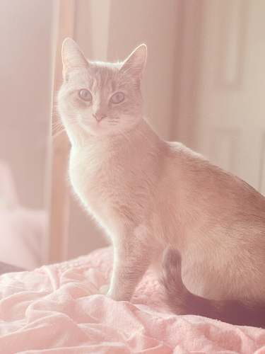 mammal short-fur white cat cat