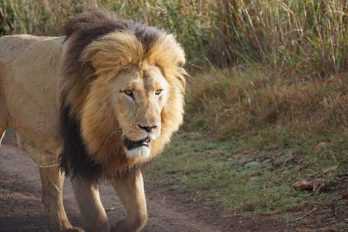 lion standing adult male Lion mammal
