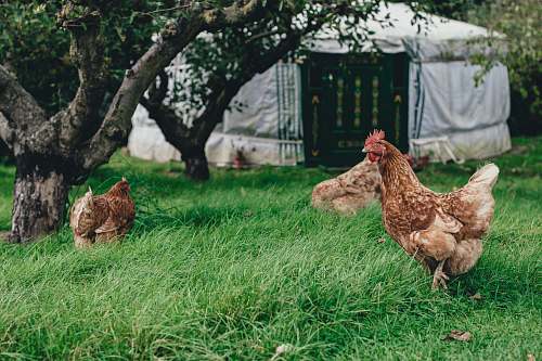 chicken three brown hen under tree hen