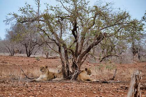 mammal three lions lying under the green tree during daytime lion