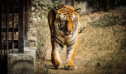 wildlife tiger animal tiger