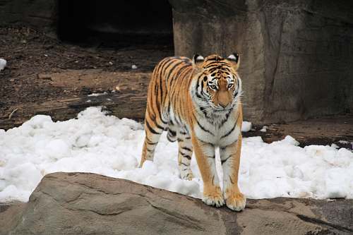 wildlife tiger on snow covered ground tiger
