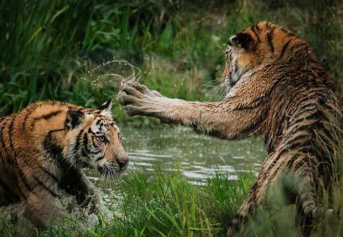 tiger tigers fighting on swamp wildlife