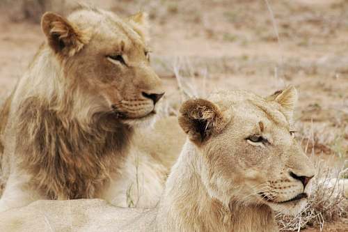 lion two beige lioness mammal