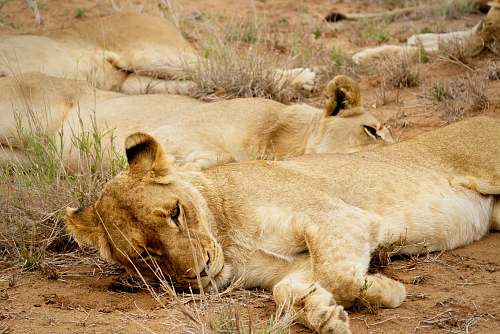 mammal two brown cougars lion