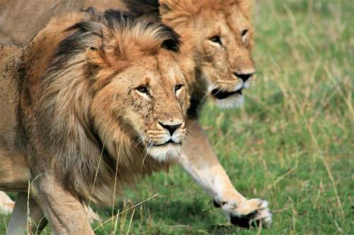 lion two brown lions during daytime mammal