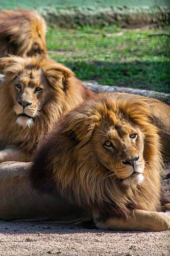 lion two brown lions wildlife