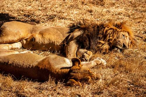 lion two lion lying on grass wildlife