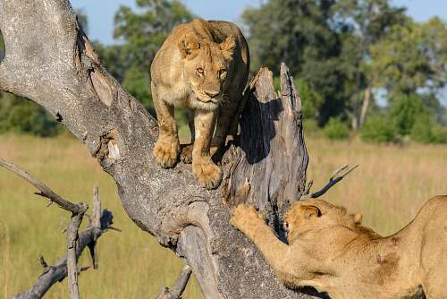 mammal two lion on tree at daytime lion
