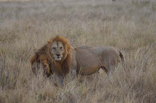 lion two lions on grass field mammal