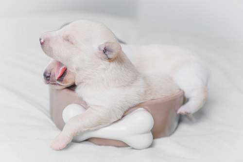 pet two white-and-beige puppies sleeping mammal
