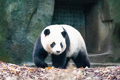 wildlife walking panda front of concrete building bear