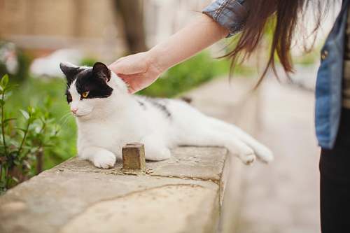 pet white cat lying on concrete bench while holding of woman cat